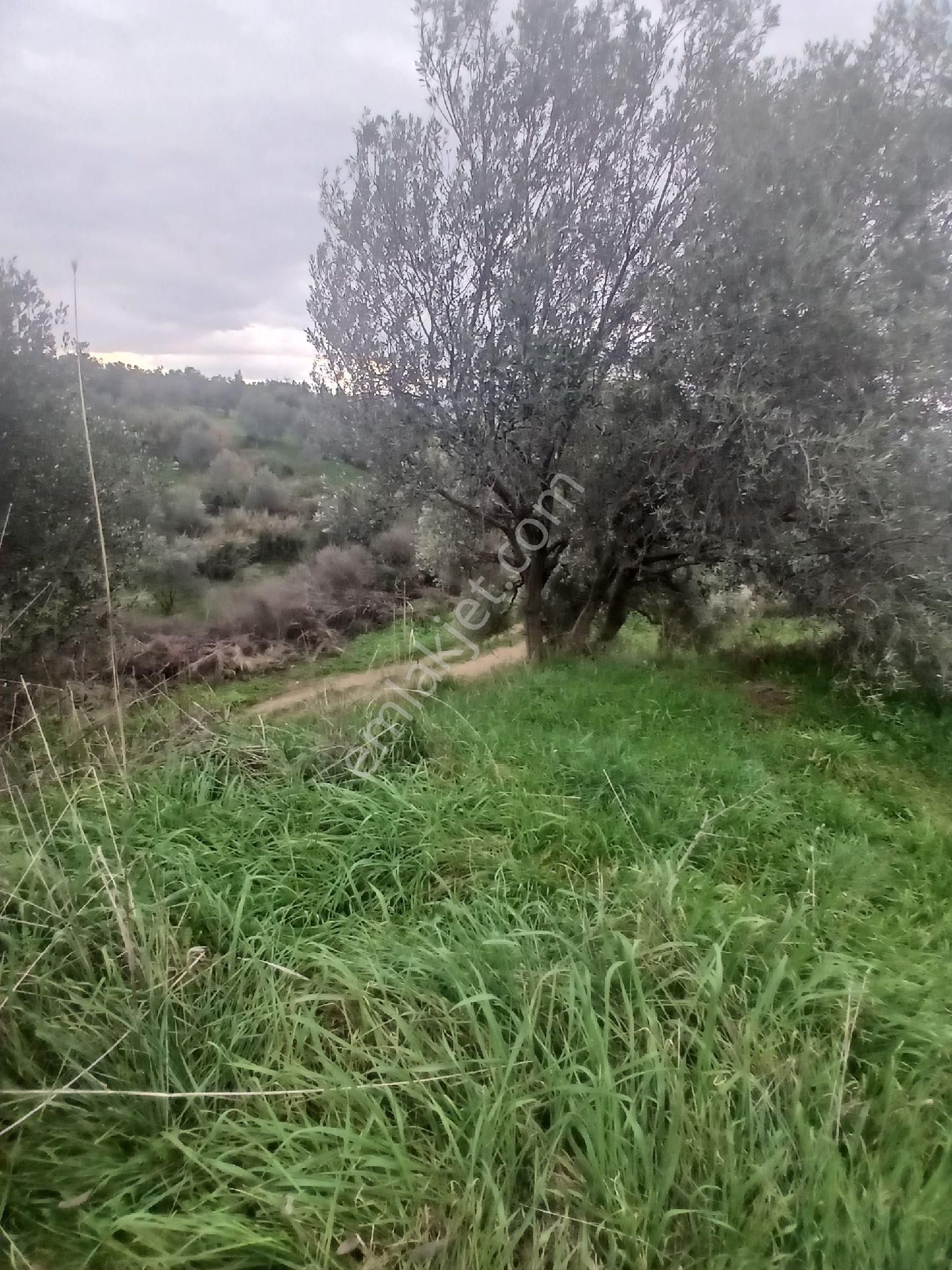 Kiraz Musluklar Mevkisinde 5.847m2 Tala Satılık - Görsel 11