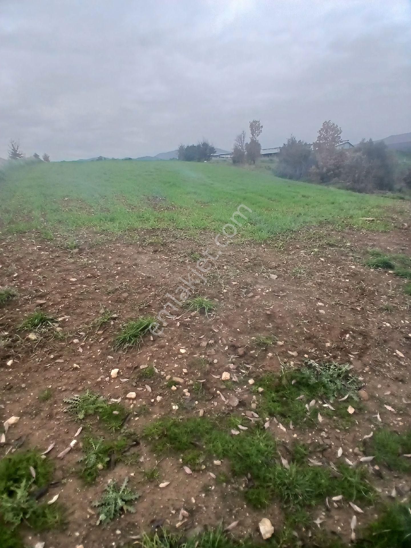 Kiraz Musluklar Mevkisinde 5.847m2 Tala Satılık - Görsel 12