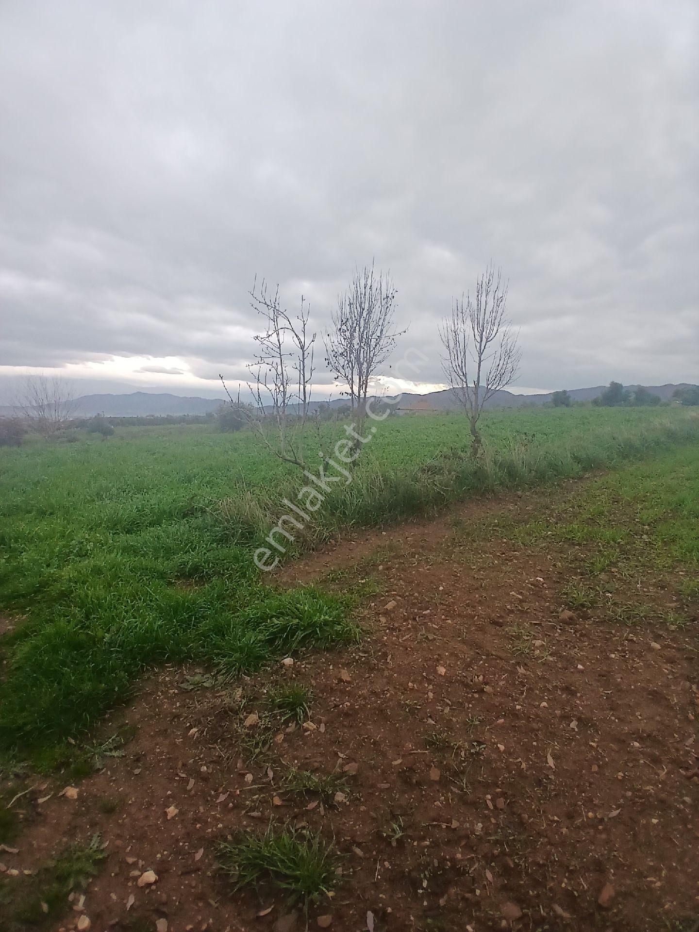 Kiraz Musluklar Mevkisinde 5.847m2 Tala Satılık - Görsel 3