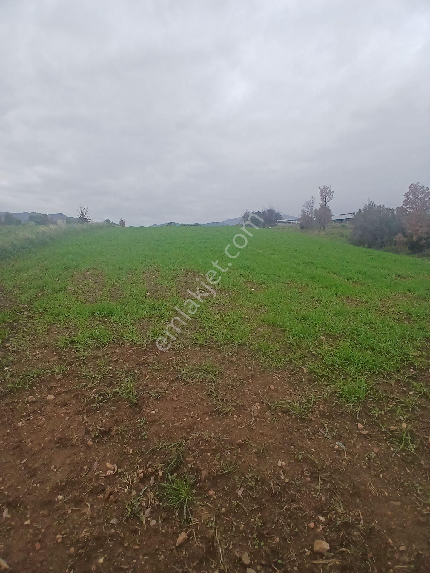 Kiraz Musluklar Mevkisinde 5.847m2 Tala Satılık - Görsel 6