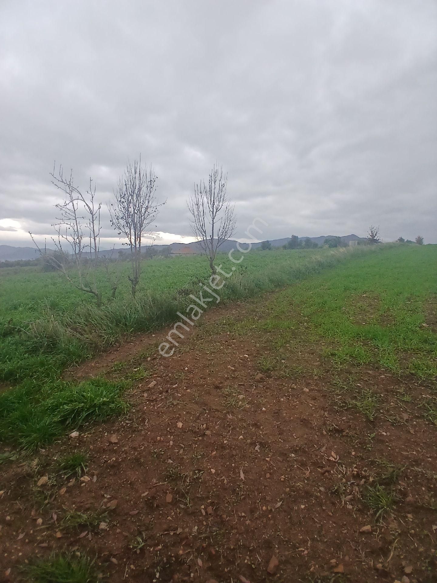 Kiraz Musluklar Mevkisinde 5.847m2 Tala Satılık - Görsel 2