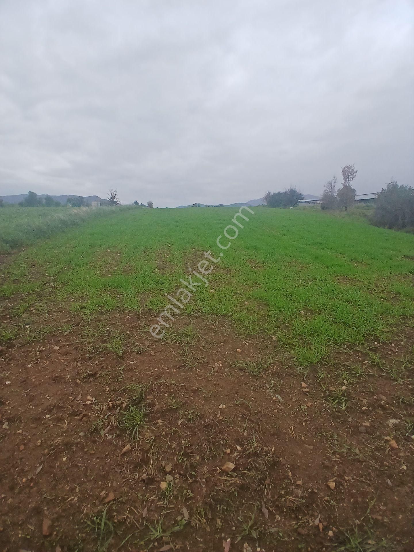 Kiraz Musluklar Mevkisinde 5.847m2 Tala Satılık - Görsel 5