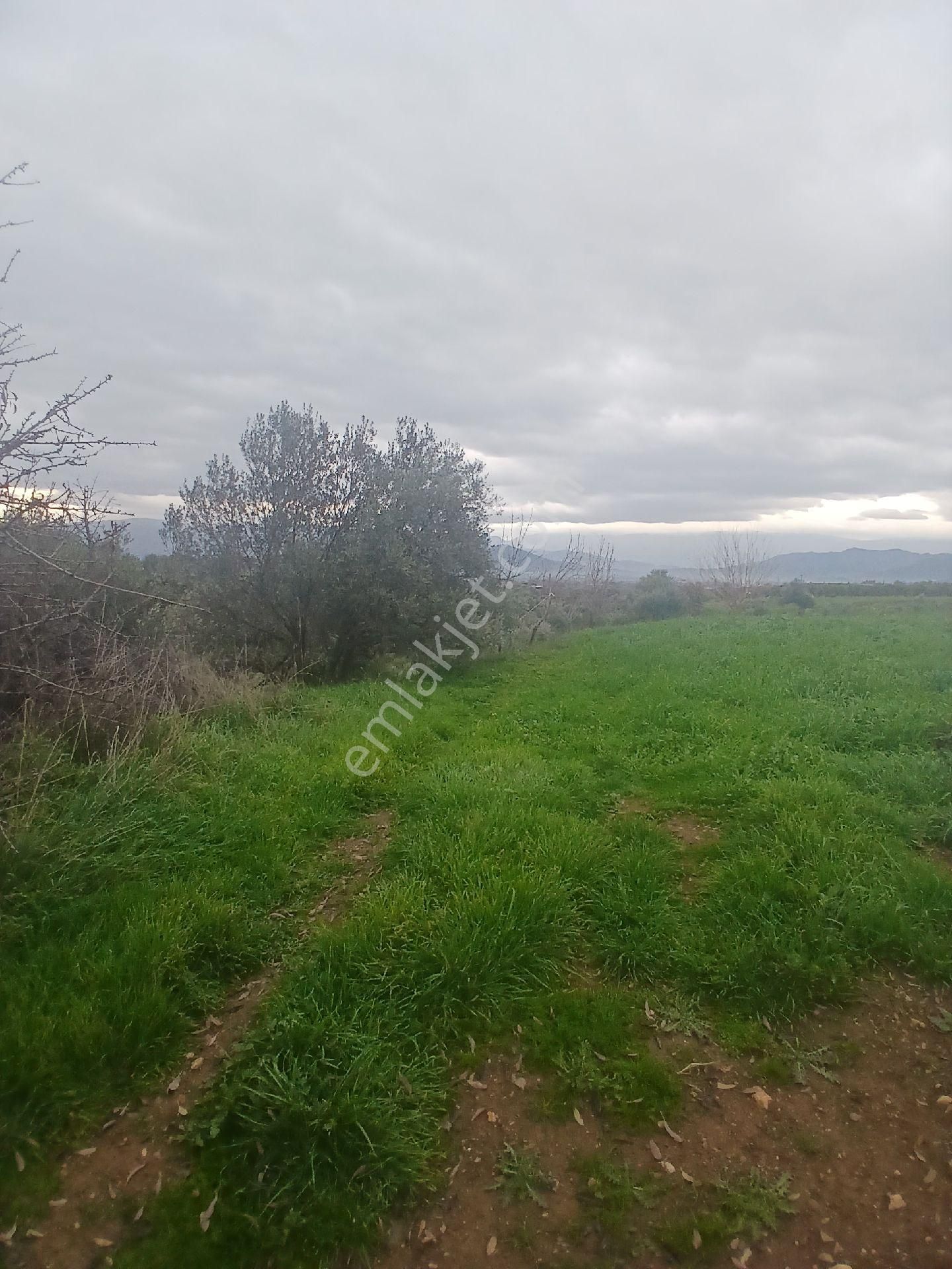 Kiraz Musluklar Mevkisinde 5.847m2 Tala Satılık