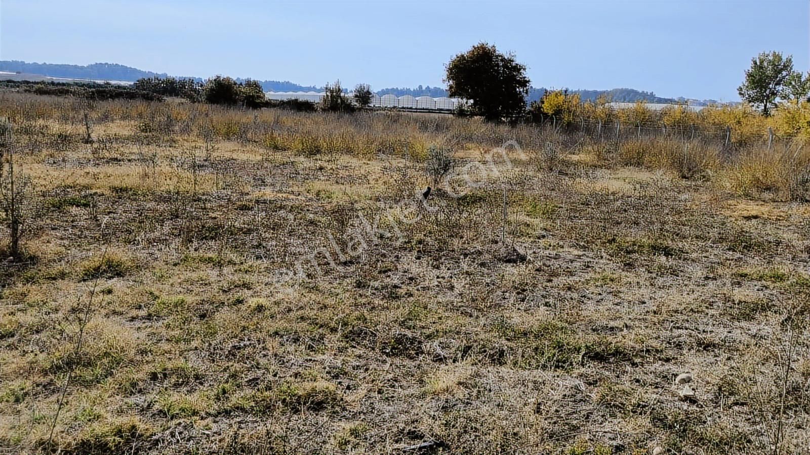 Manavgat Yeniköy Merkezde 4115m2 Satılık Tarla - Görsel 10