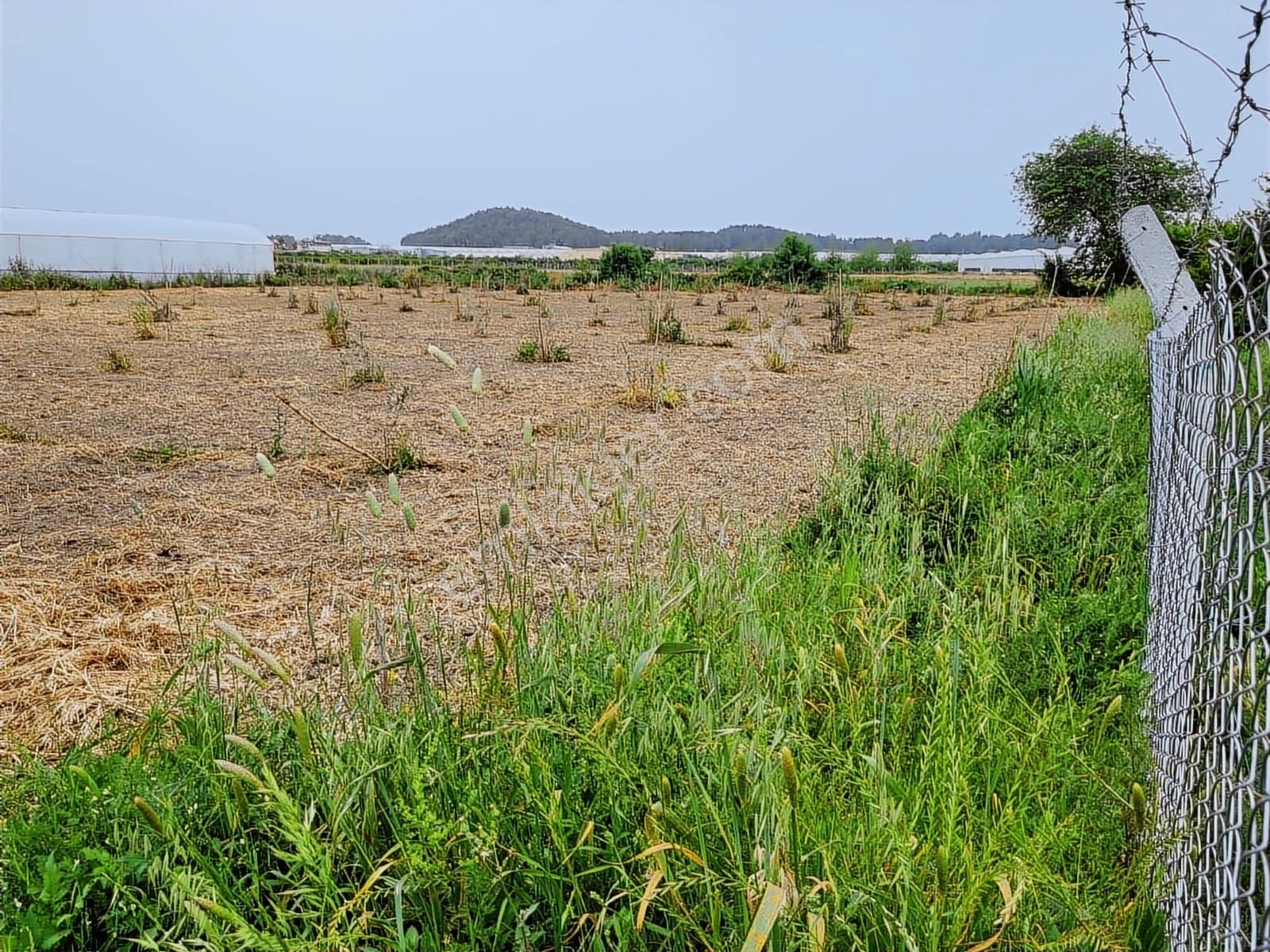 Manavgat Yeniköy Merkezde 4115m2 Satılık Tarla - Görsel 6