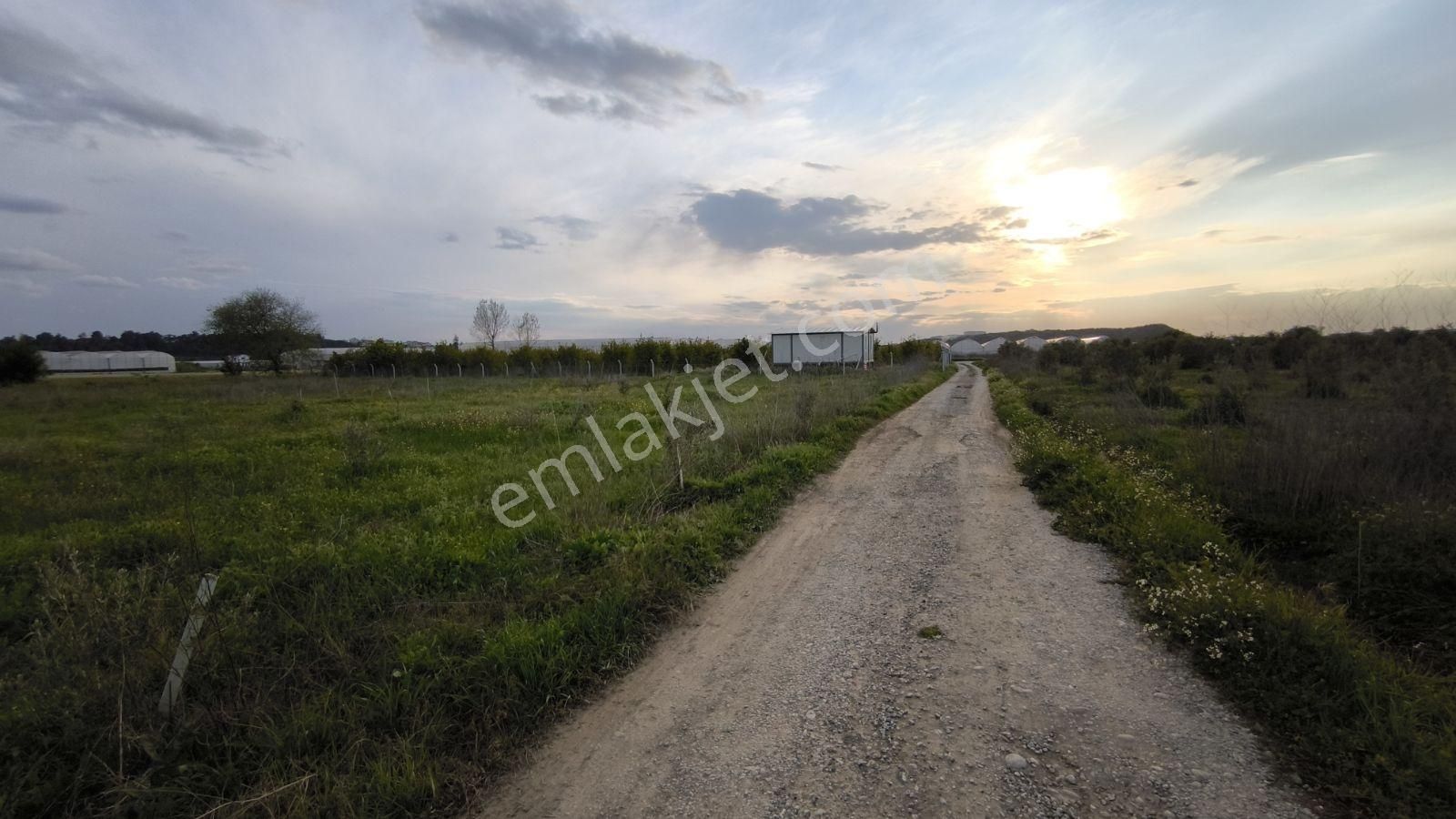 Manavgat Yeniköy Merkezde 4115m2 Satılık Tarla - Görsel 5