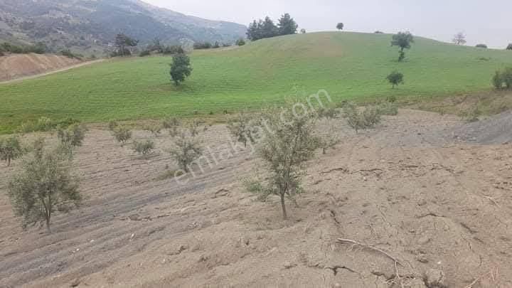 Mrs Gayrimenkul Dan Satılık Zeytinlik - Görsel 4