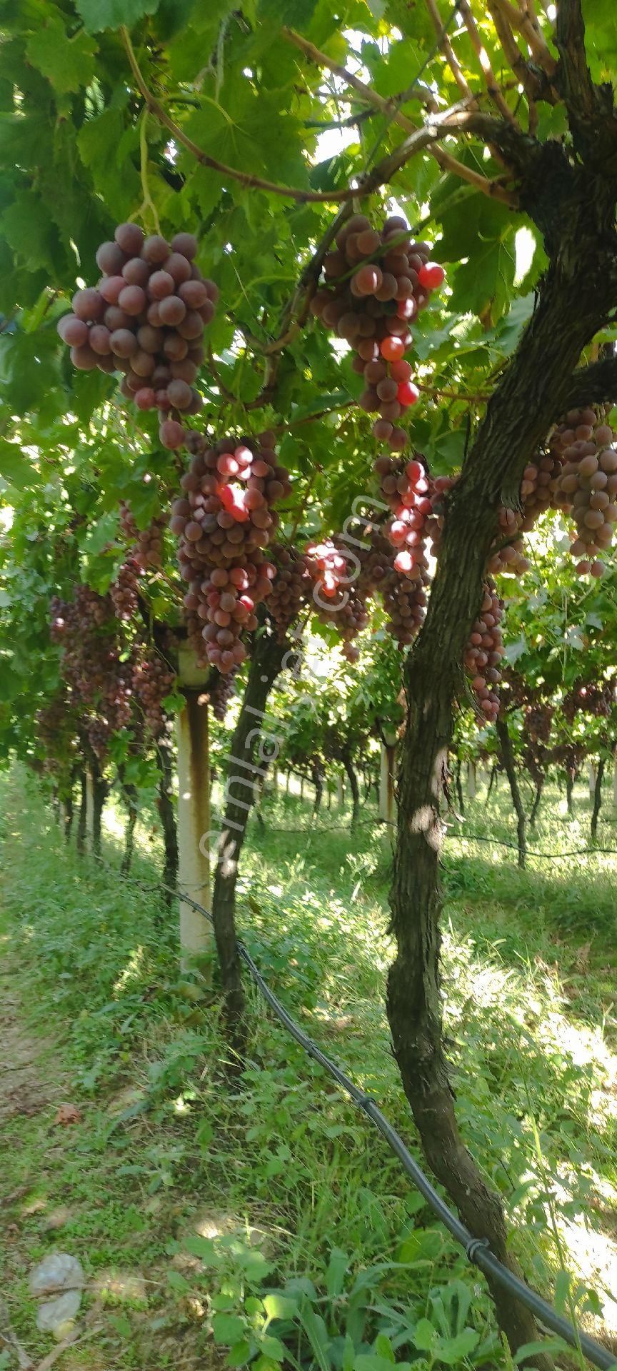 Yolu Suyu Olan Yatırımlık Bahce - Görsel 15