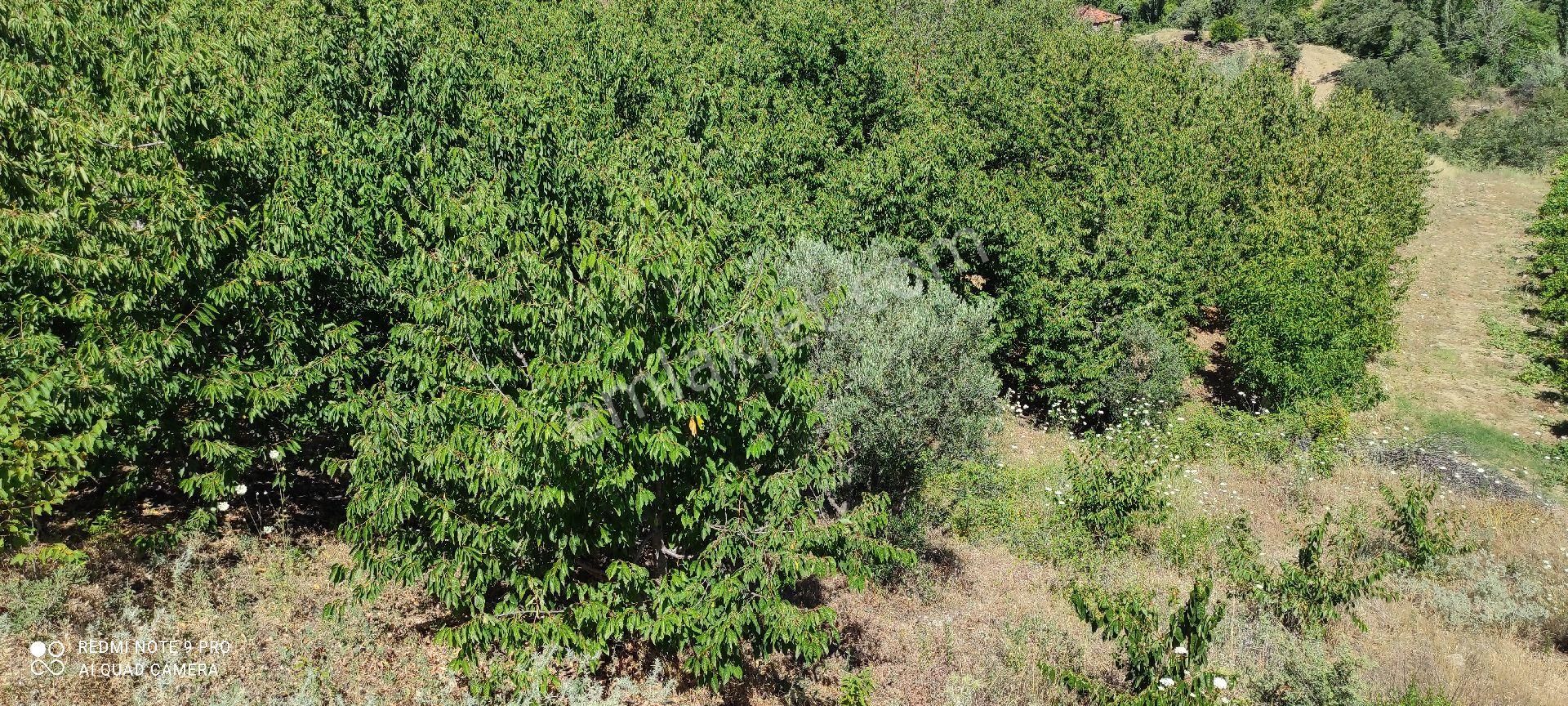 Yolu Suyu Olan Yatırımlık Bahce - Görsel 11