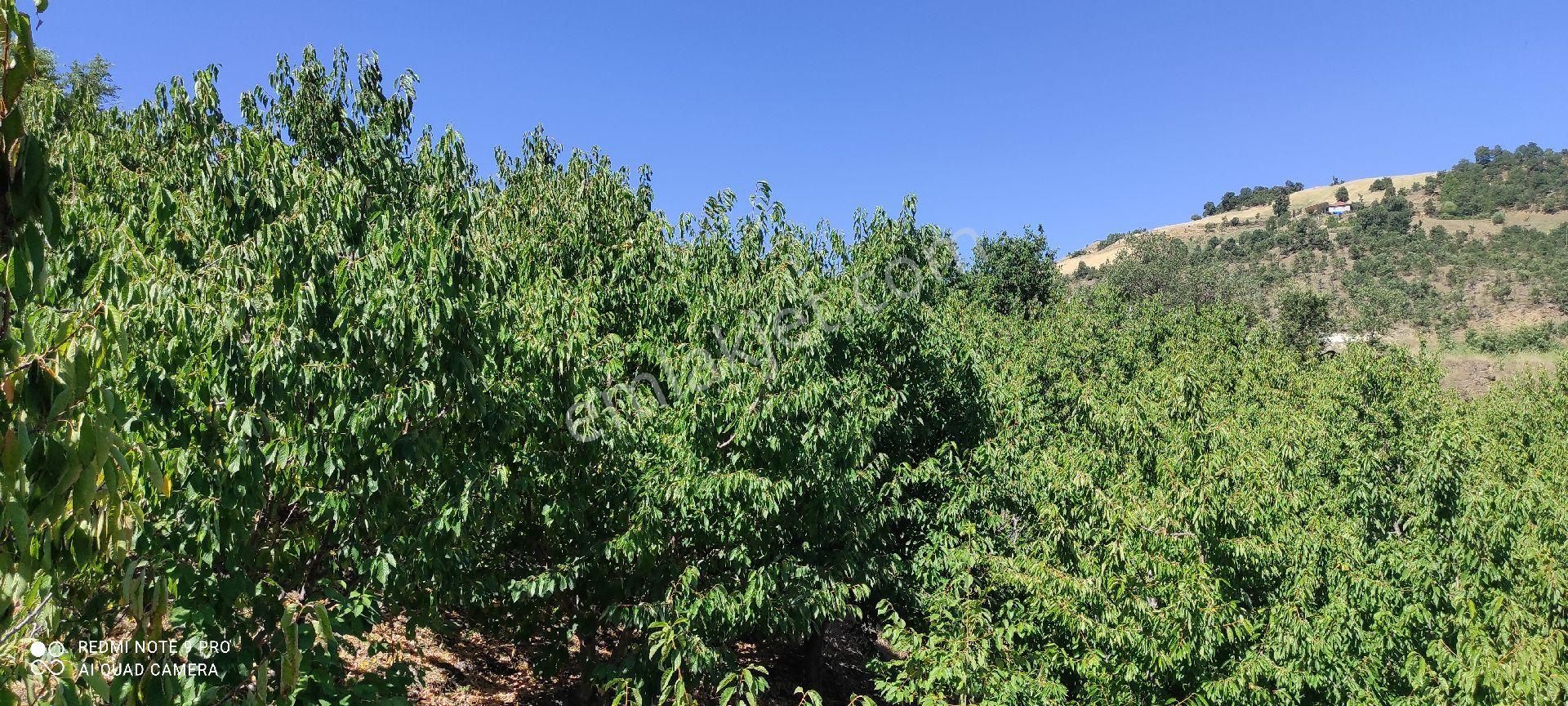 Yolu Suyu Olan Yatırımlık Bahce
