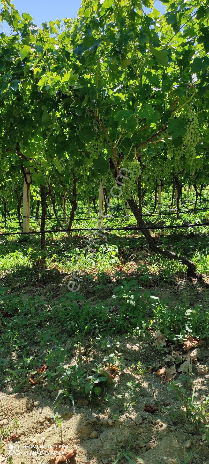 Yolu Suyu Olan Yatırımlık Bahce - Görsel 3