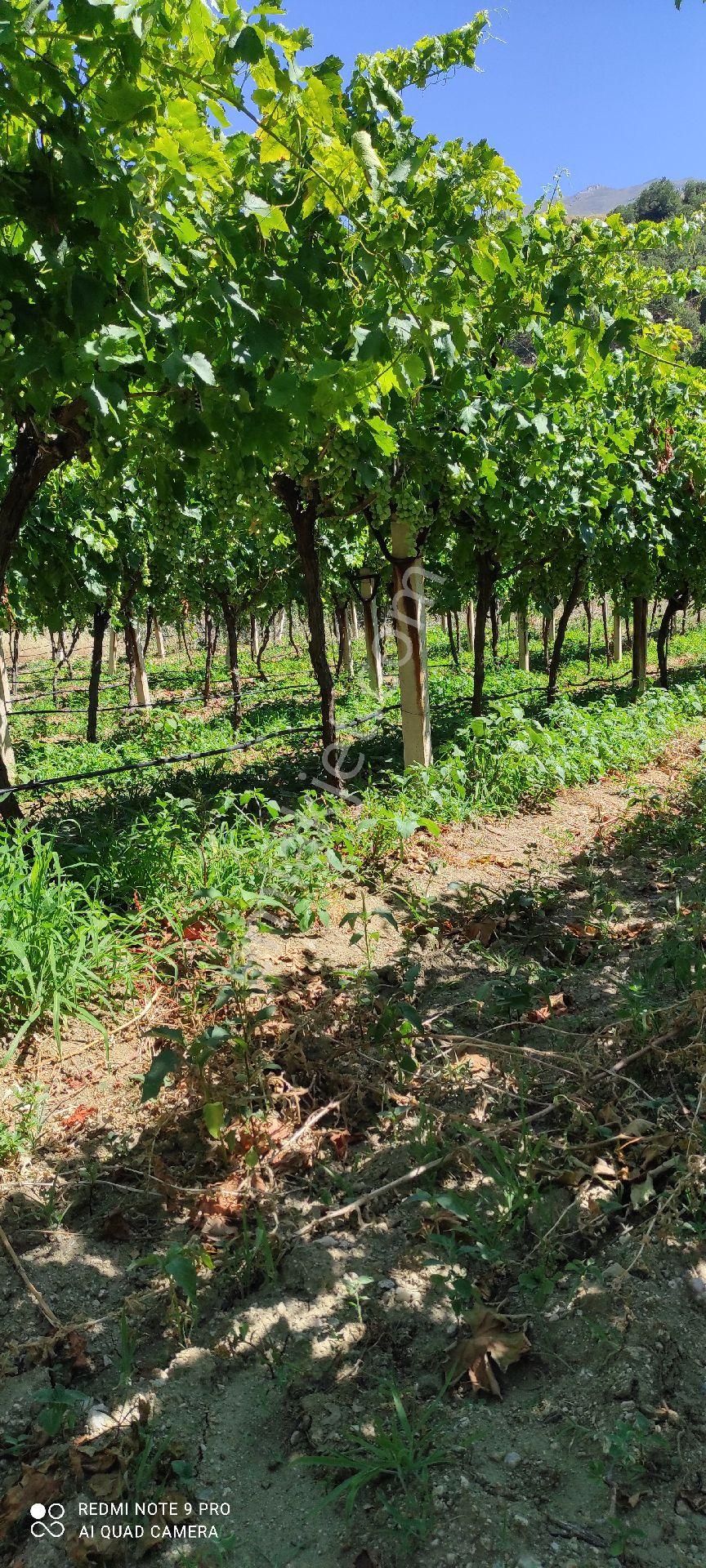 Yolu Suyu Olan Yatırımlık Bahce - Görsel 4