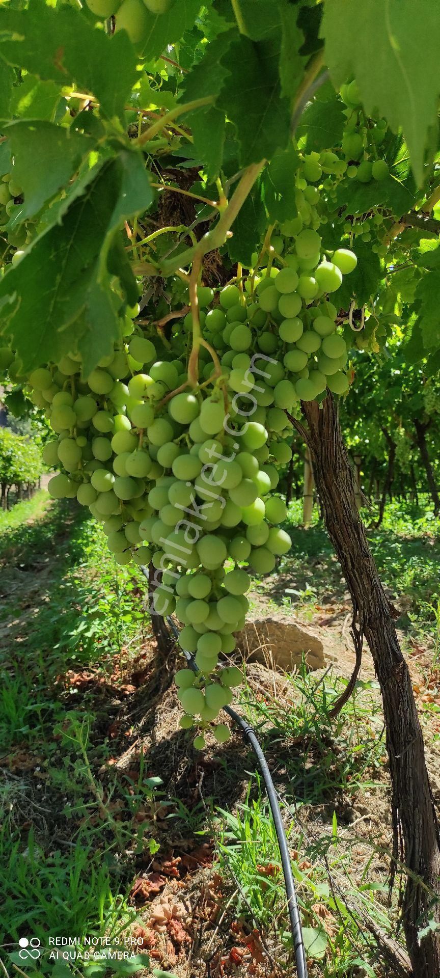 Yolu Suyu Olan Yatırımlık Bahce - Görsel 5