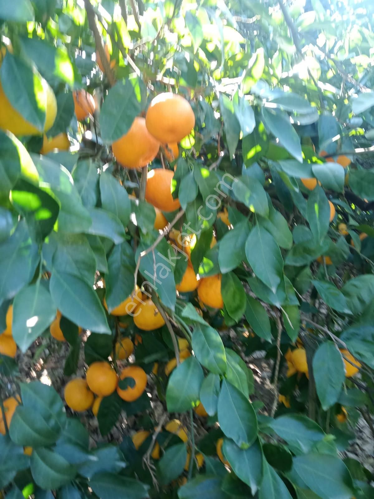 Selçuk İsa Bey’de 15 Dönüm Verimli Mandalina Bahçesi – Yüksek Getirili