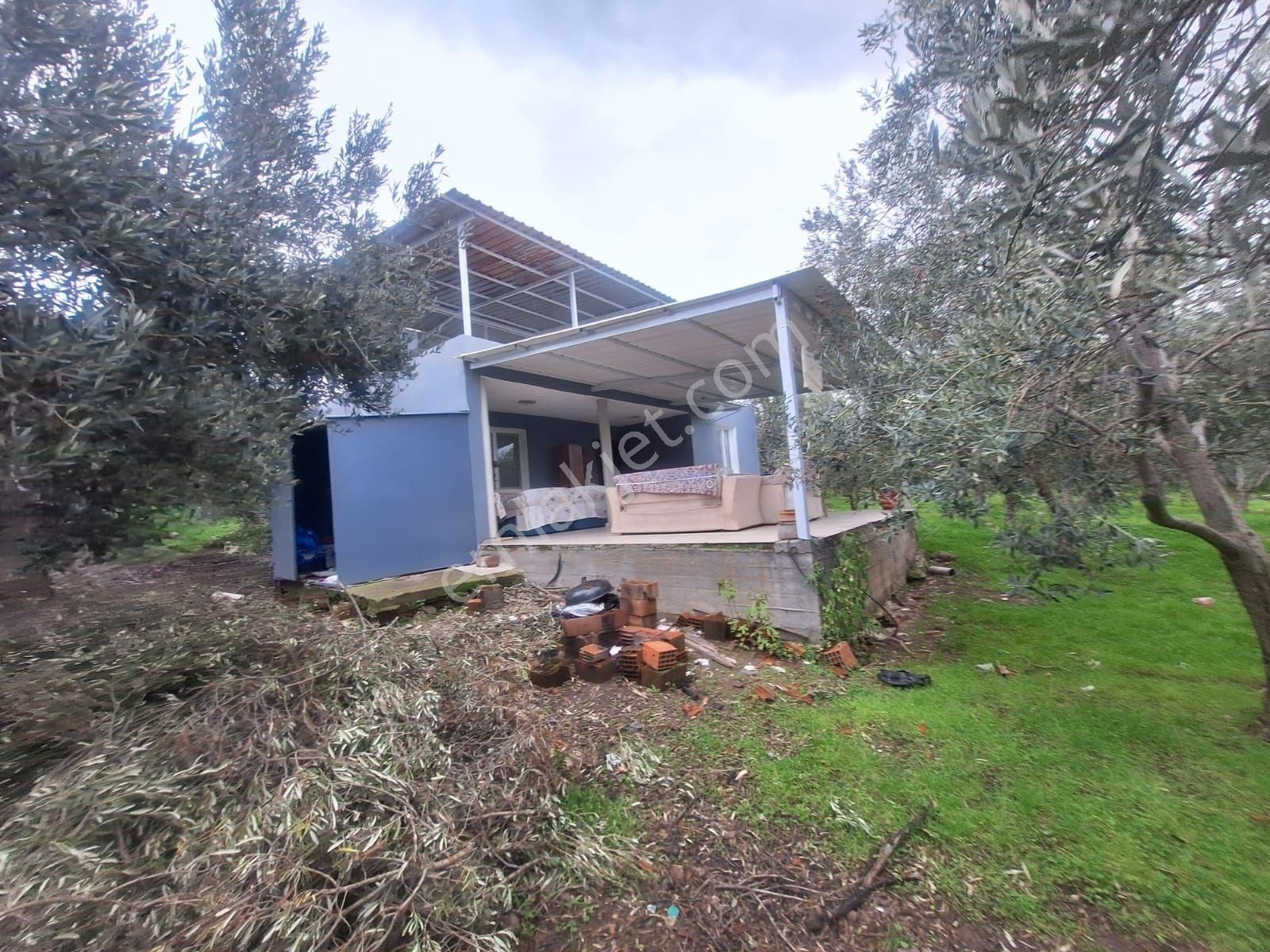 Kabakum Köyü İçerisinde Satılık 12139 M2 Zeytinlik İççiftlik Evi - Görsel 19