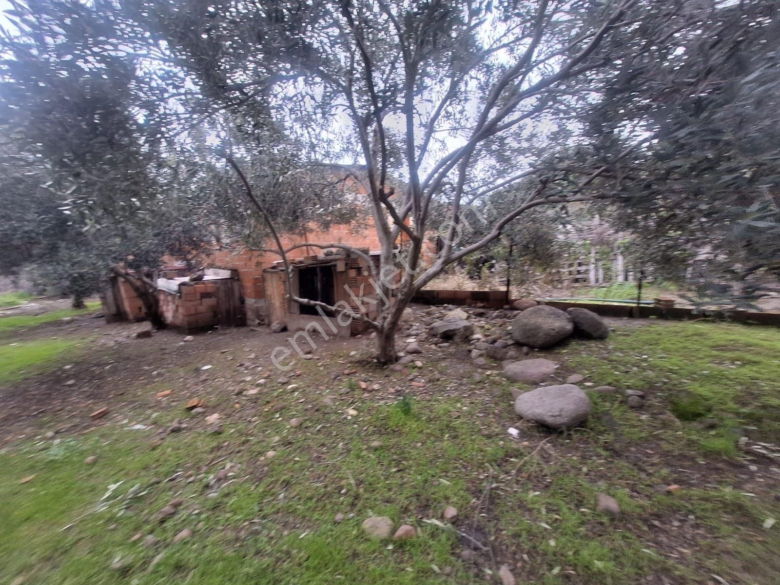 Kabakum Köyü İçerisinde Satılık 12139 M2 Zeytinlik İççiftlik Evi - Görsel 2