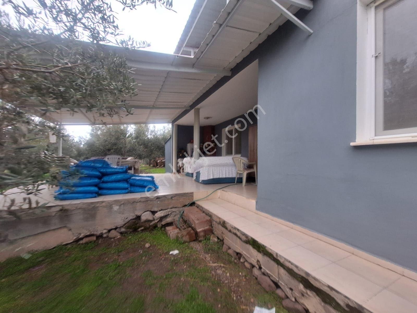 Kabakum Köyü İçerisinde Satılık 12139 M2 Zeytinlik İççiftlik Evi - Görsel 18