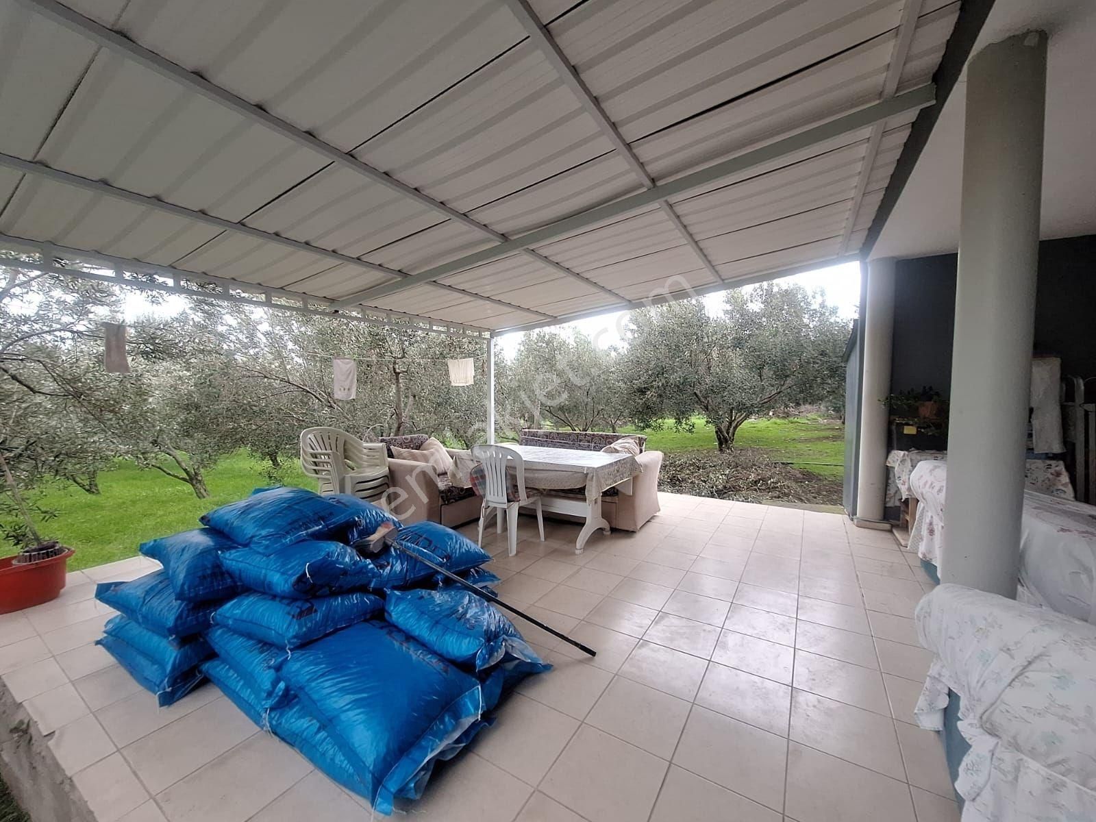 Kabakum Köyü İçerisinde Satılık 12139 M2 Zeytinlik İççiftlik Evi - Görsel 17