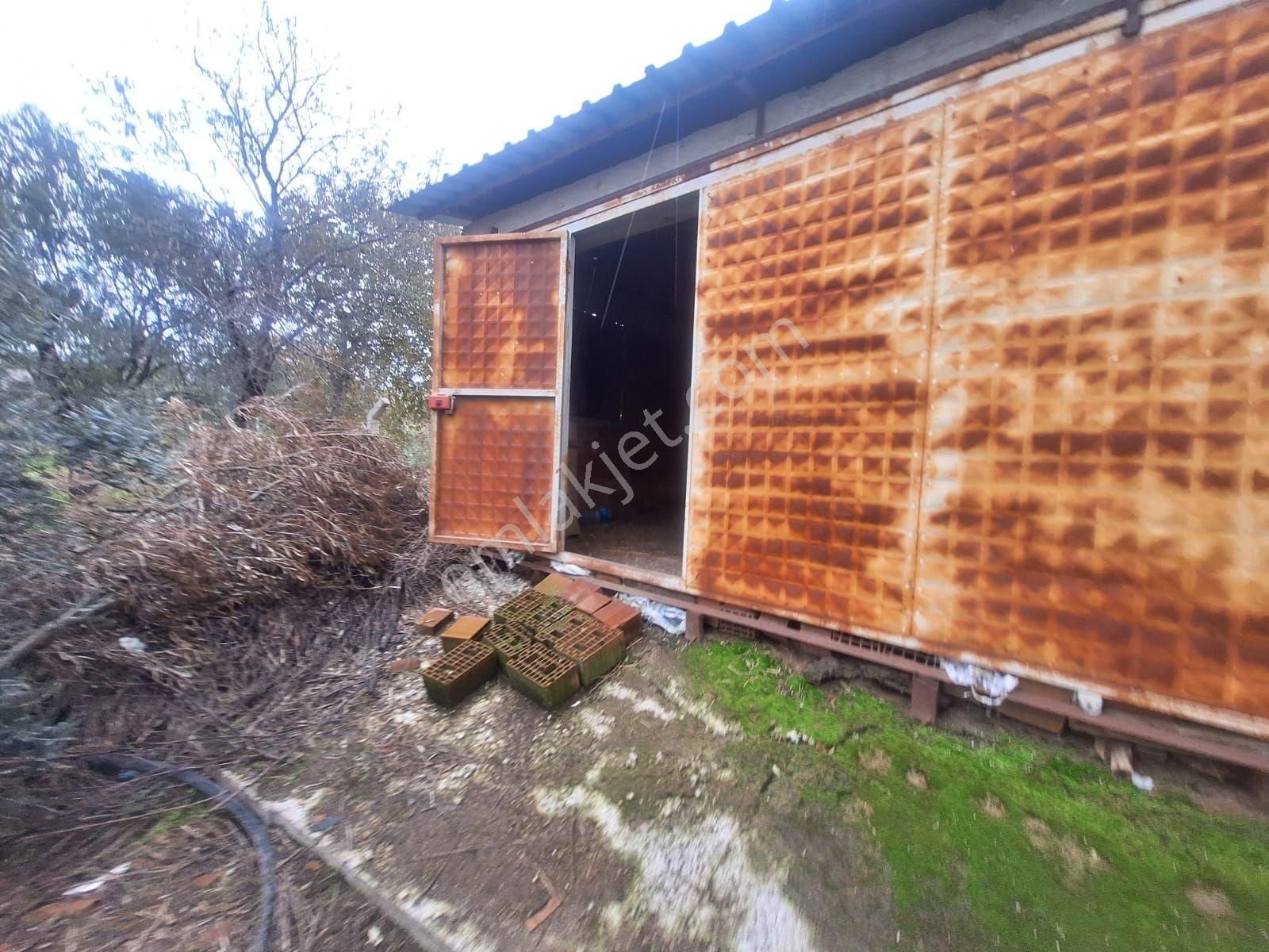 Kabakum Köyü İçerisinde Satılık 12139 M2 Zeytinlik İççiftlik Evi - Görsel 21