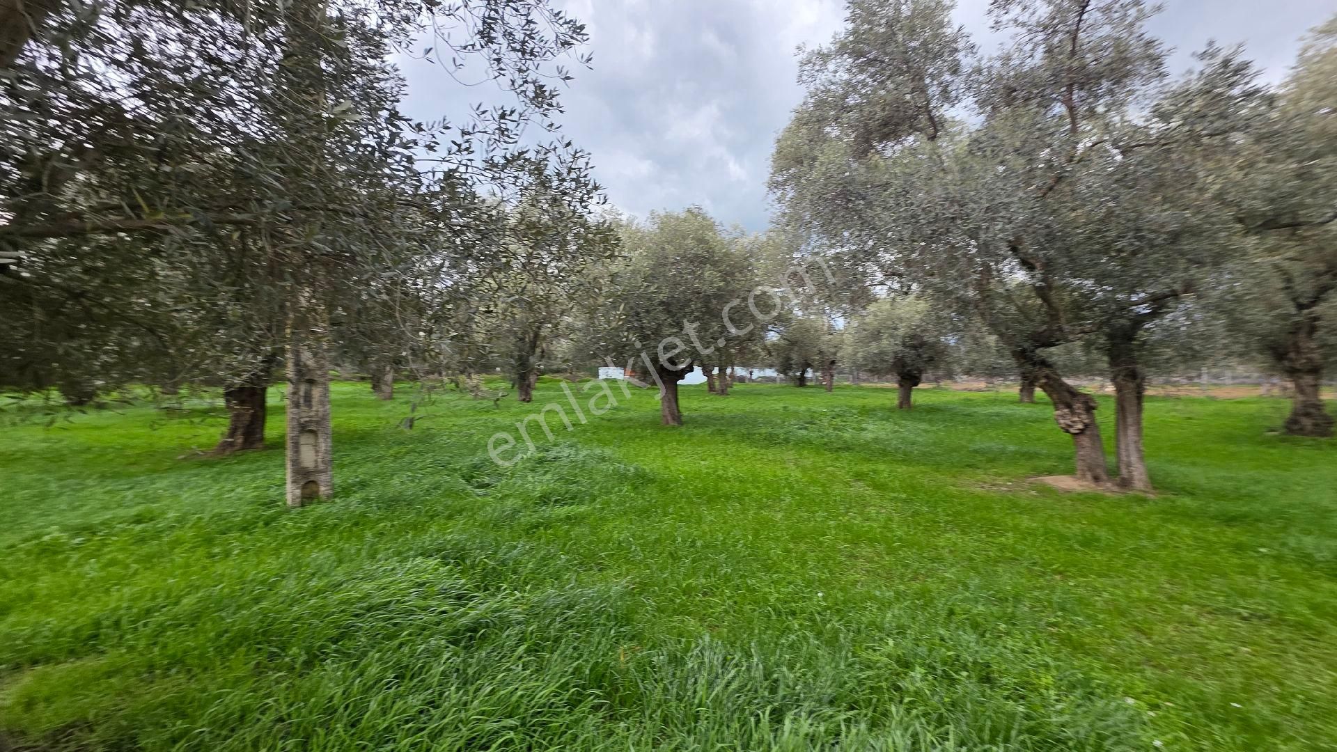 Ali Akdoğan Emlak Ofisinden Satılıktır - Görsel 22