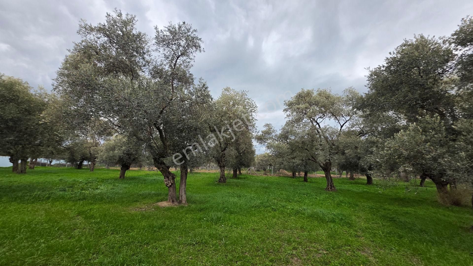 Ali Akdoğan Emlak Ofisinden Satılıktır - Görsel 23
