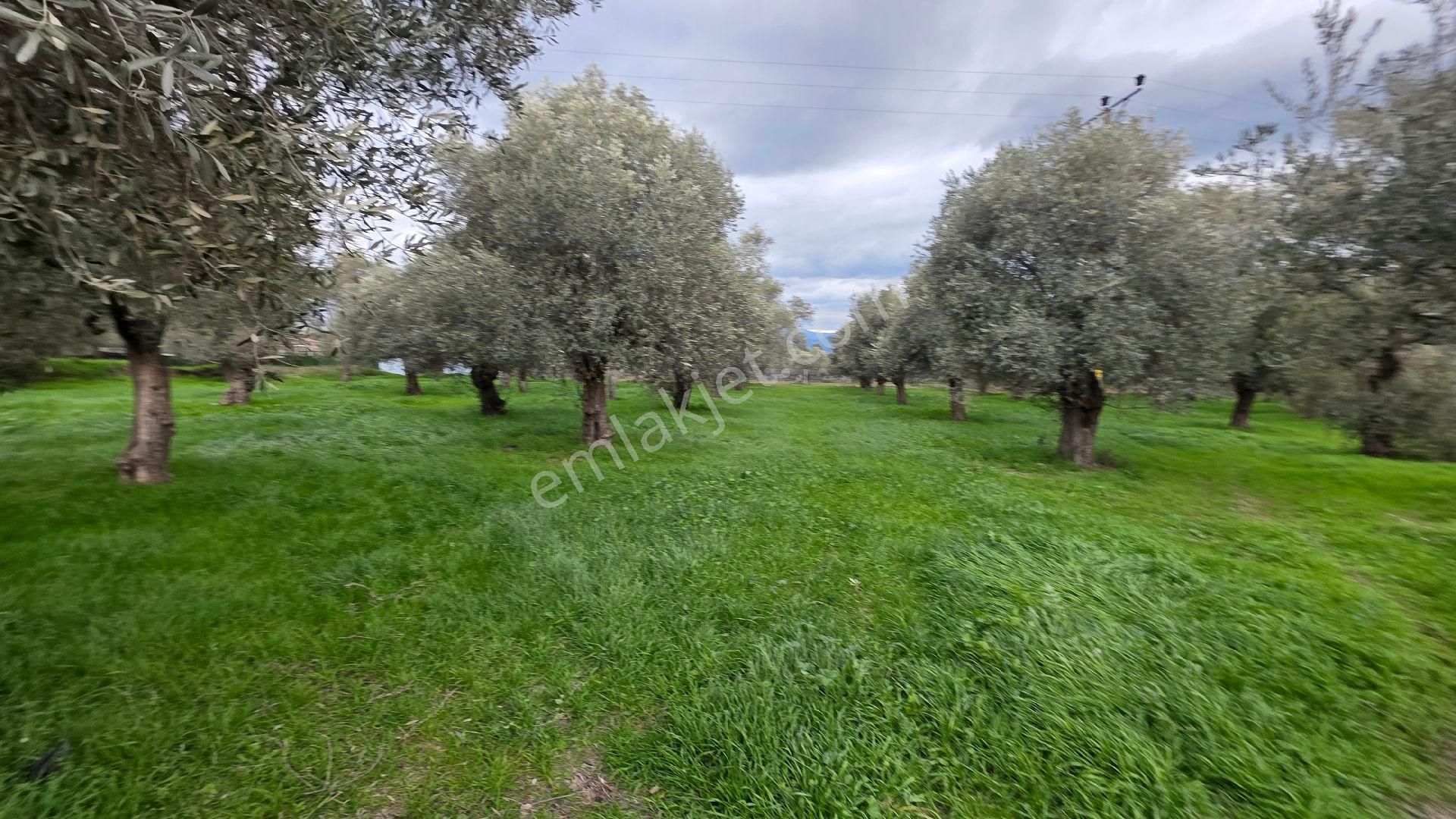 Ali Akdoğan Emlak Ofisinden Satılıktır - Görsel 7