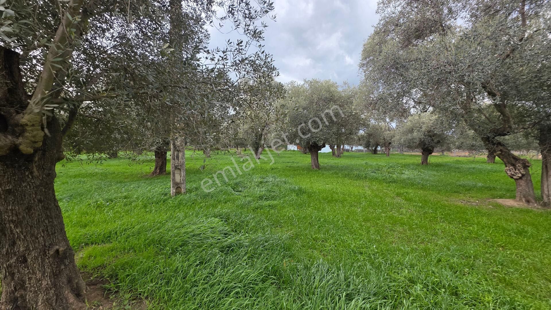 Ali Akdoğan Emlak Ofisinden Satılıktır - Görsel 21