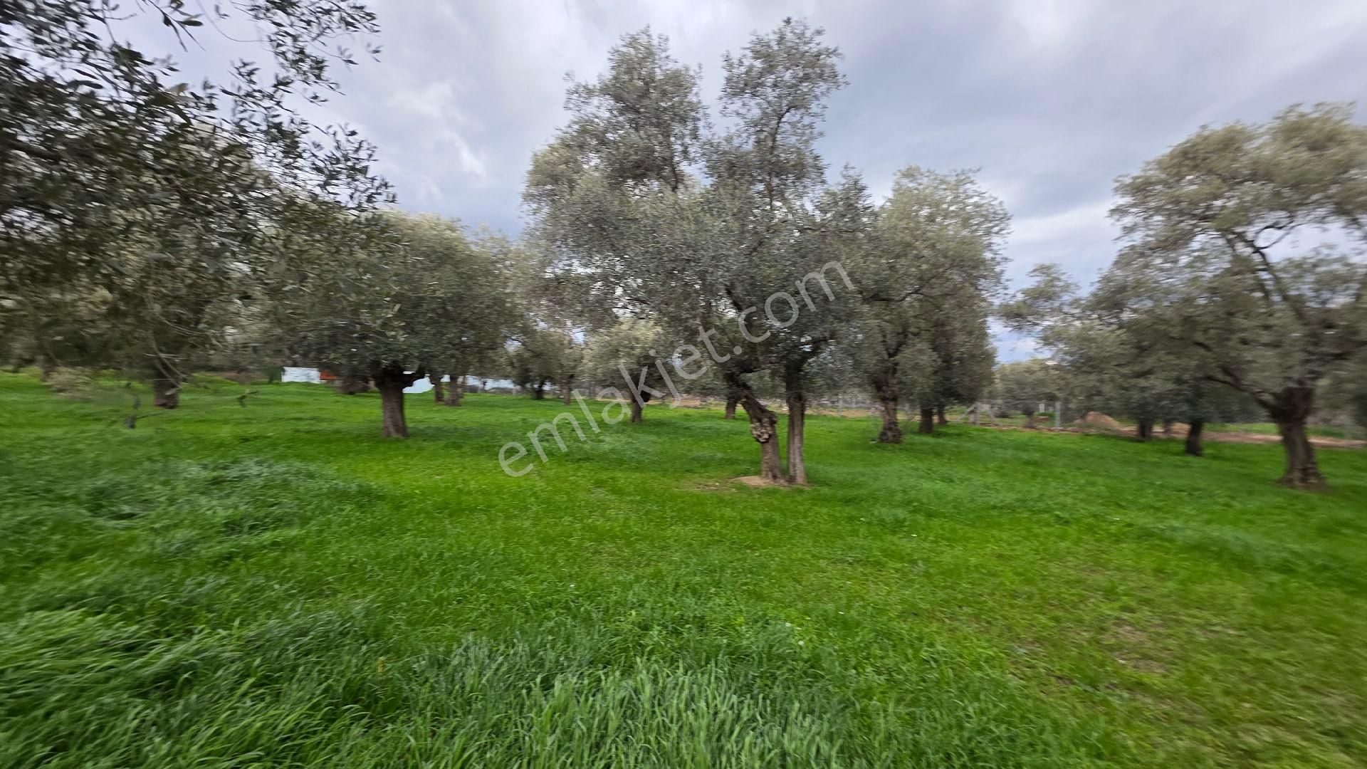 Ali Akdoğan Emlak Ofisinden Satılıktır - Görsel 18