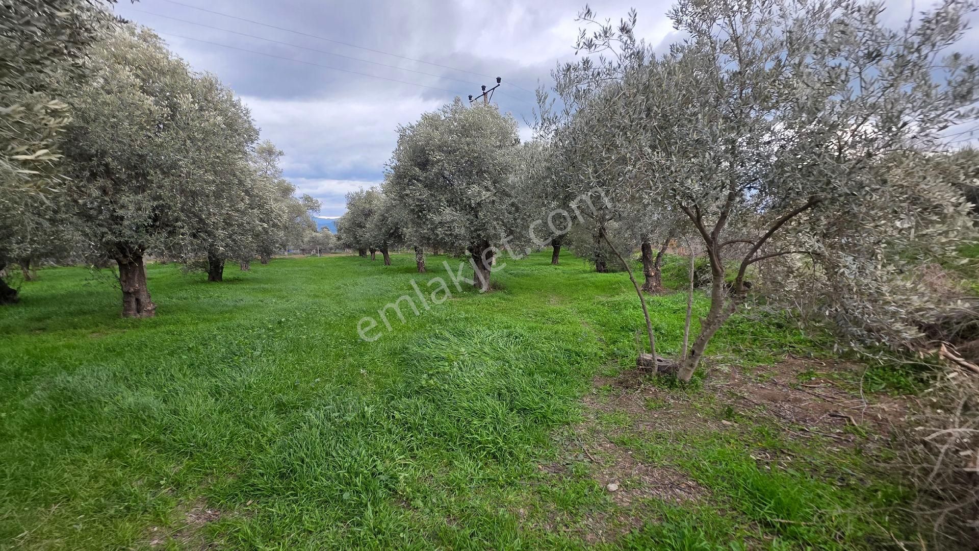 Ali Akdoğan Emlak Ofisinden Satılıktır - Görsel 6