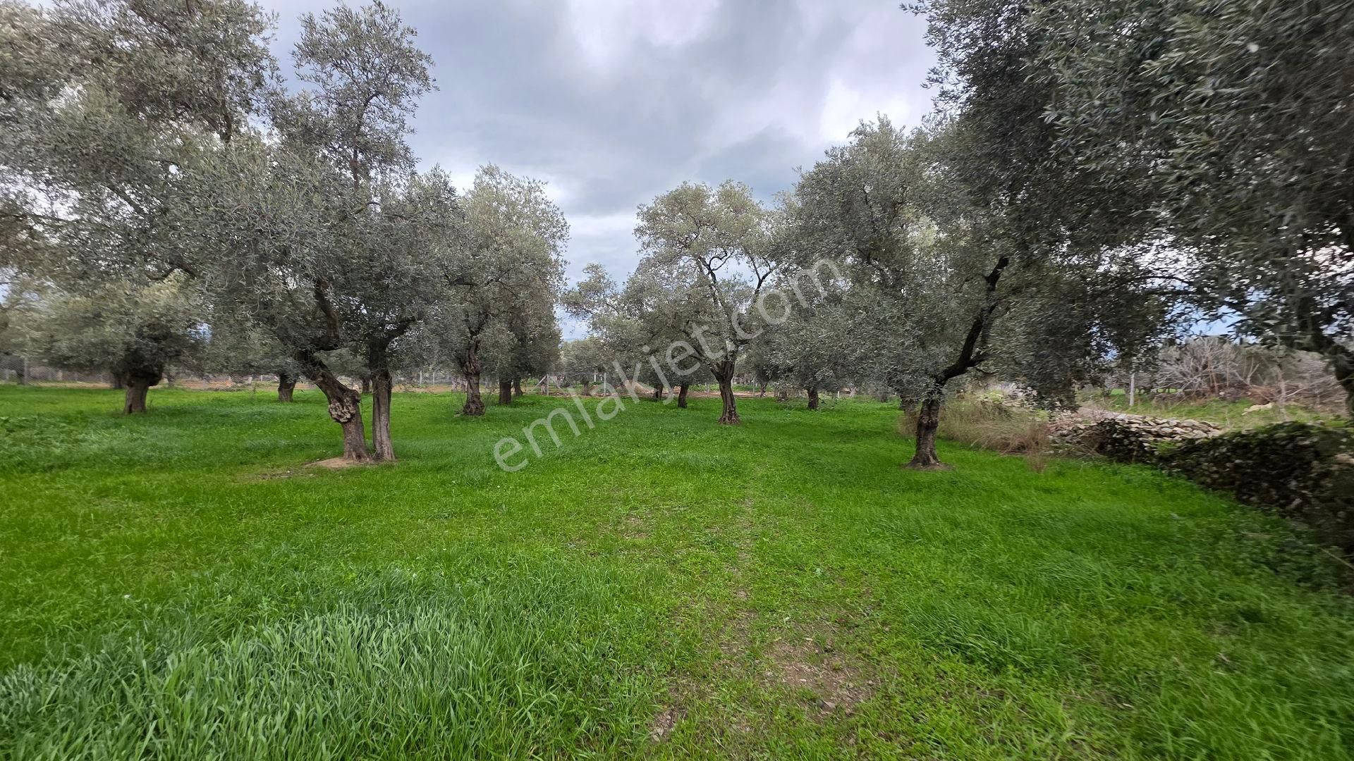 Ali Akdoğan Emlak Ofisinden Satılıktır - Görsel 19