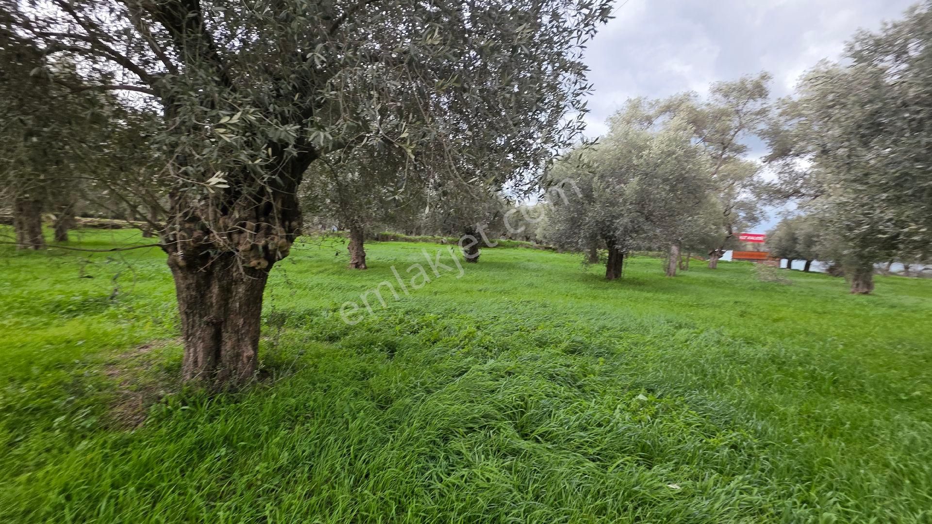 Ali Akdoğan Emlak Ofisinden Satılıktır - Görsel 17