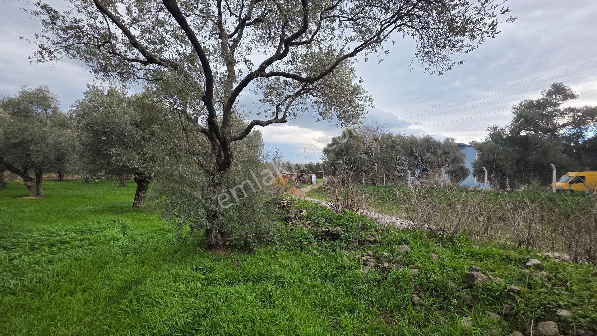 Ali Akdoğan Emlak Ofisinden Satılıktır - Görsel 13
