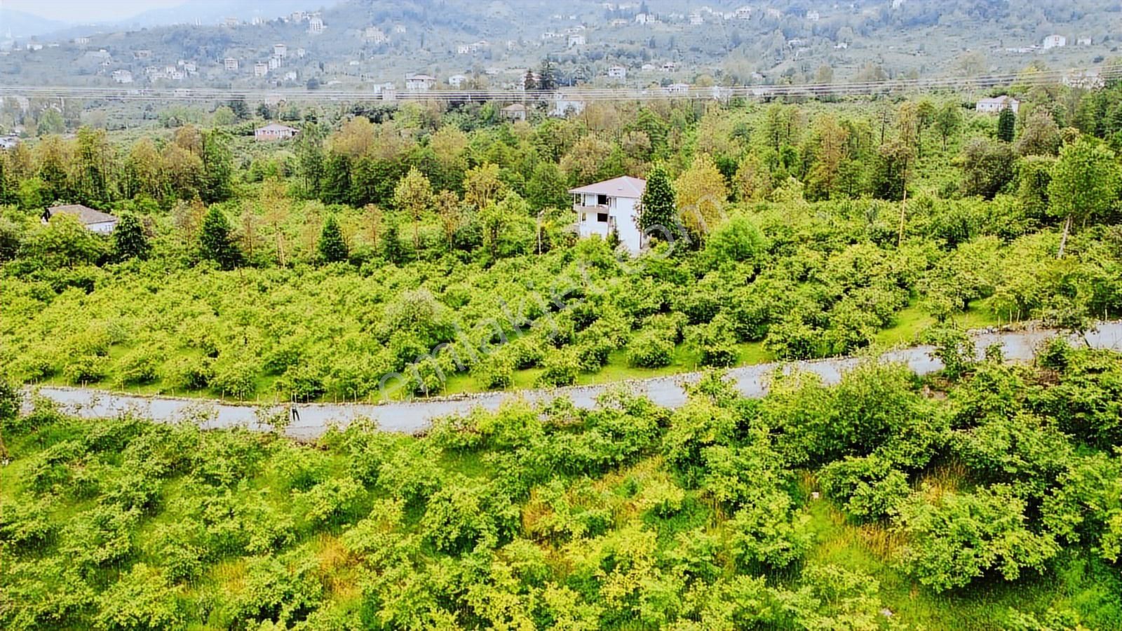 Trabzon Gölçayır Da Satılık 989 M2 Arsa - Görsel 3