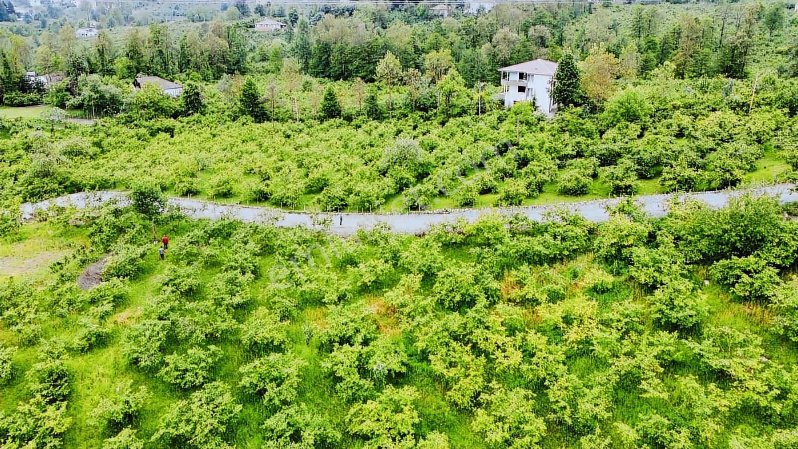 Trabzon Gölçayır Da Satılık 989 M2 Arsa - Görsel 14