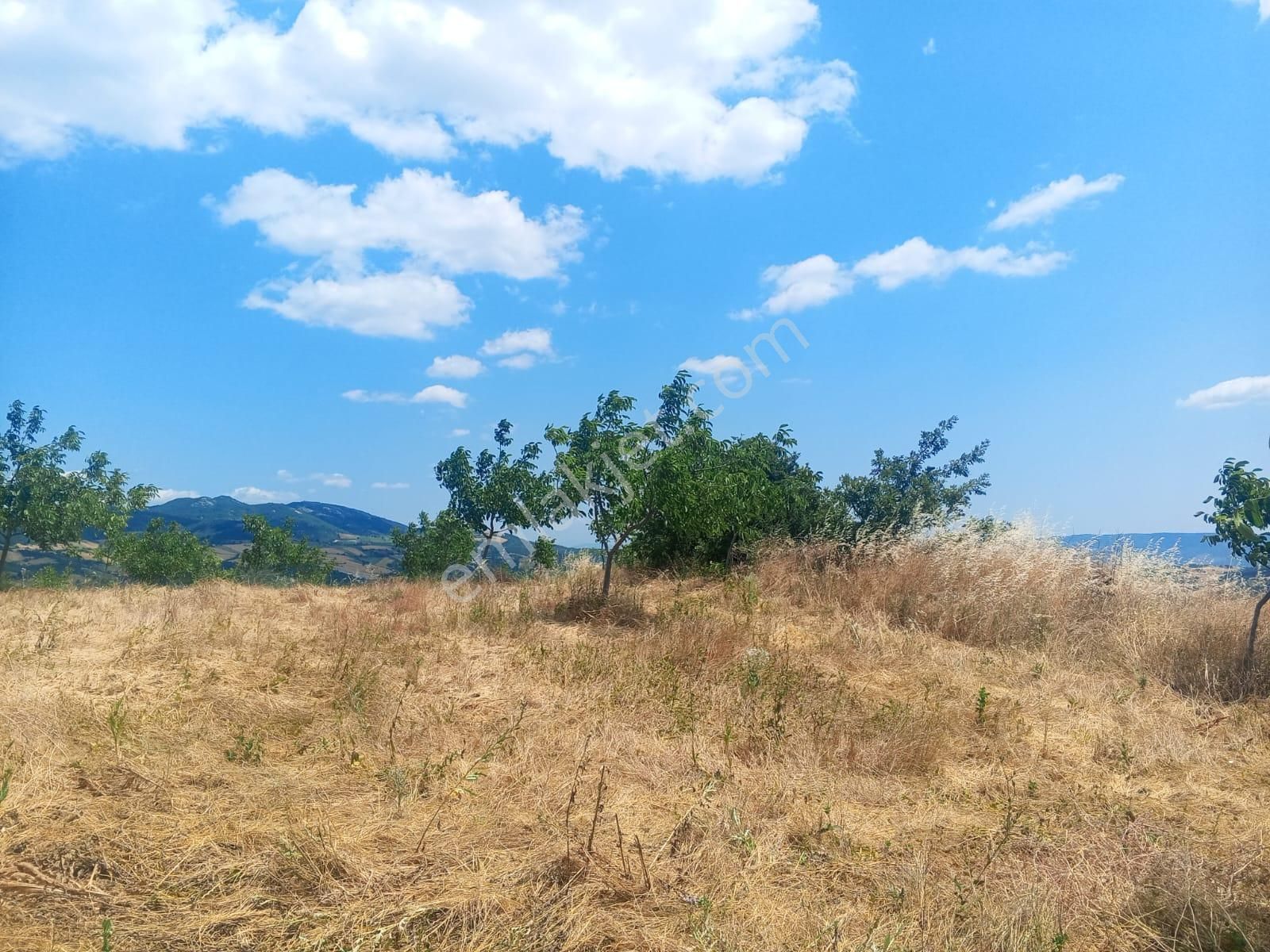 Yenişehir Kızılhisar'da 15,598,m2 Yolu Suyu Olan Ceviz Bahçesi - Görsel 3