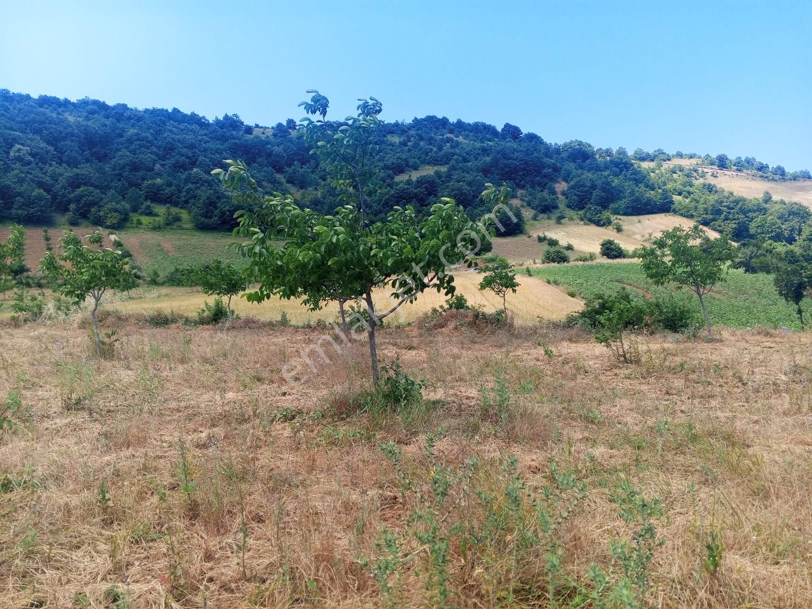 Yenişehir Kızılhisar'da 15,598,m2 Yolu Suyu Olan Ceviz Bahçesi - Görsel 12