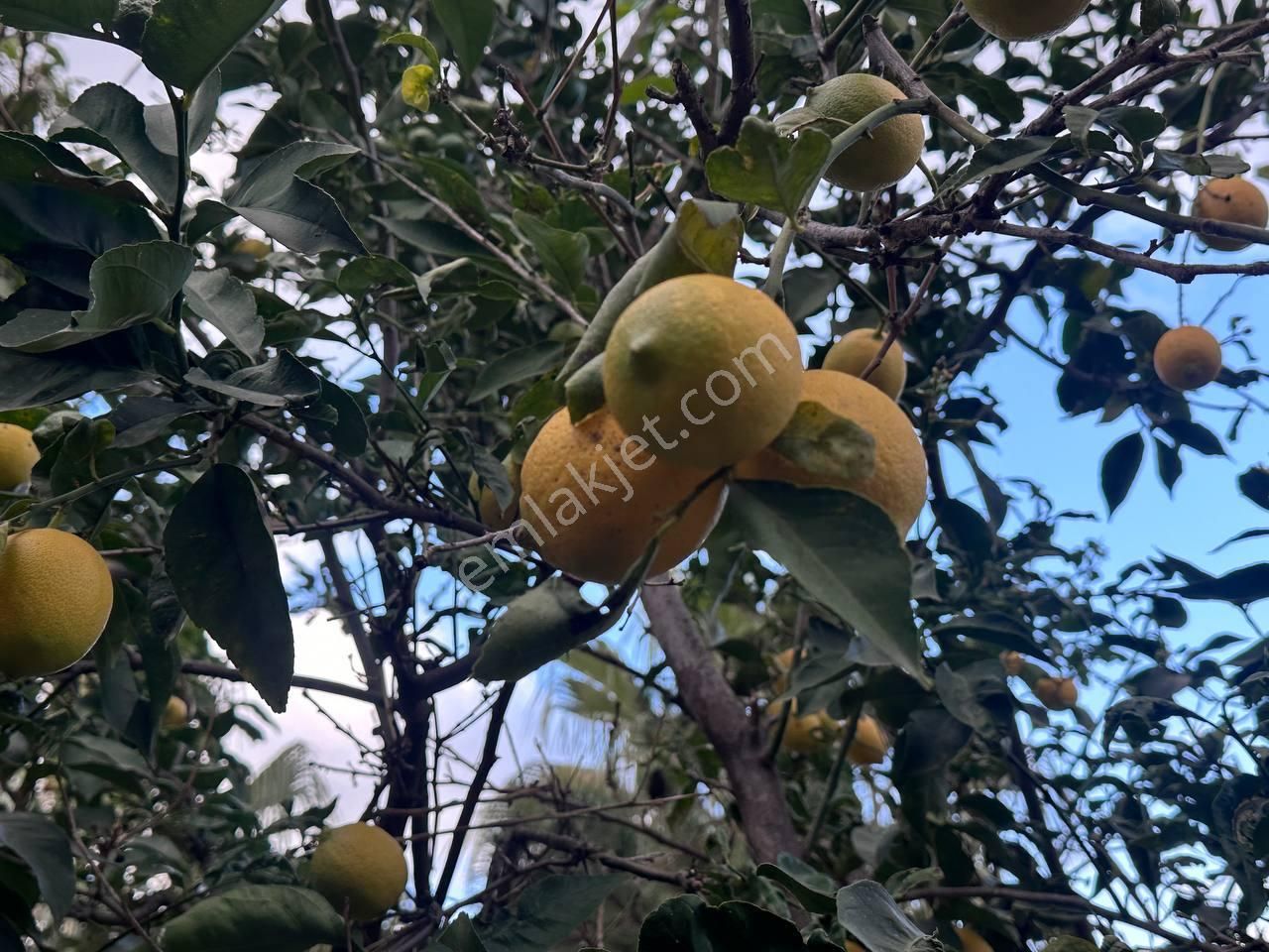 Yeşilöz'de 850 M2 Bahçeli Müstakil 3 Katlı Ev-deniz Manzaralı - Görsel 13