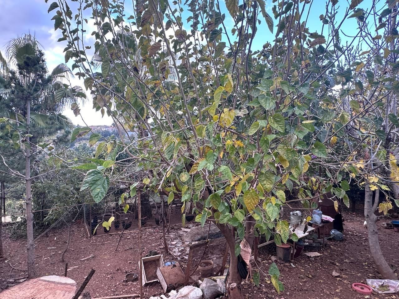 Yeşilöz'de 850 M2 Bahçeli Müstakil 3 Katlı Ev-deniz Manzaralı - Görsel 11