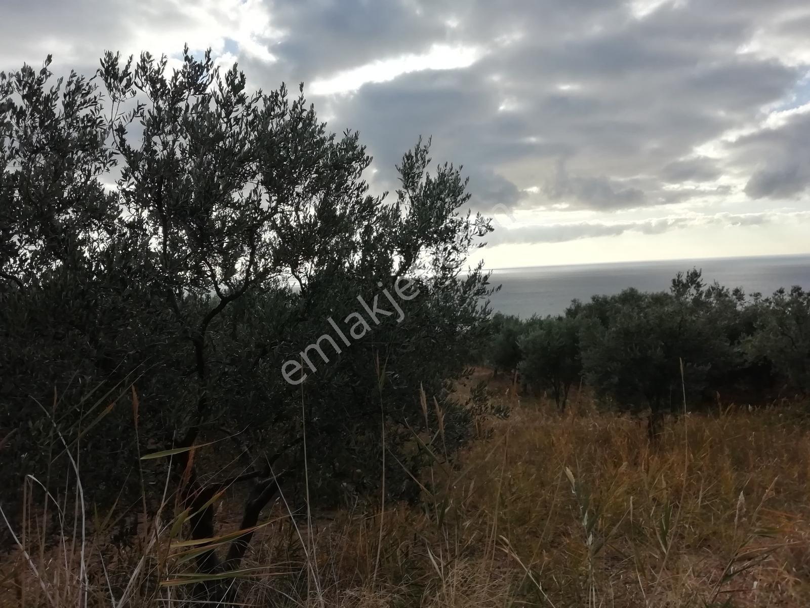 Torunlar Emlaktan Satılık Deniz Manzaralı Yatırımlık Zeytinlik - Görsel 4