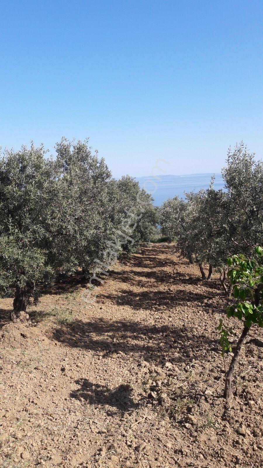 Torunlar Emlaktan Satılık Deniz Manzaralı Yatırımlık Zeytinlik - Görsel 20