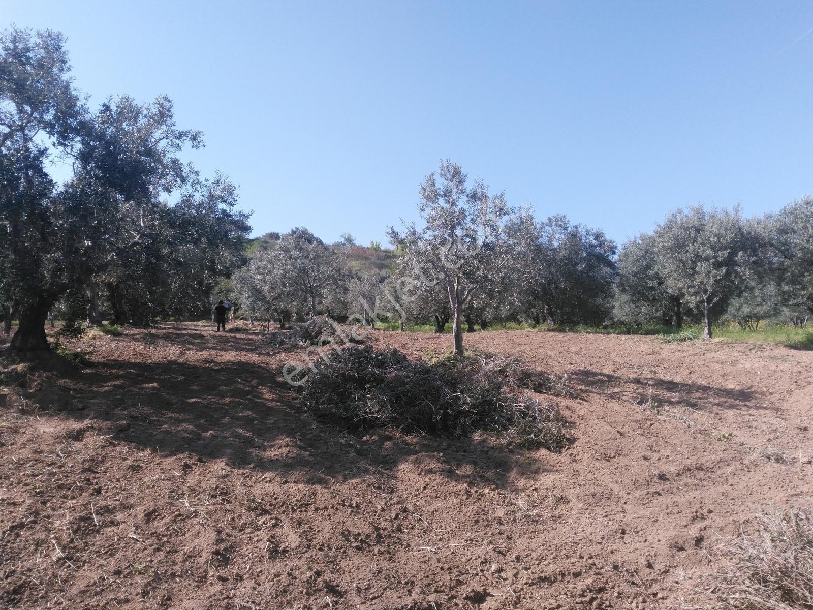 Torunlar Emlaktan Satılık Deniz Manzaralı Yatırımlık Zeytinlik - Görsel 5