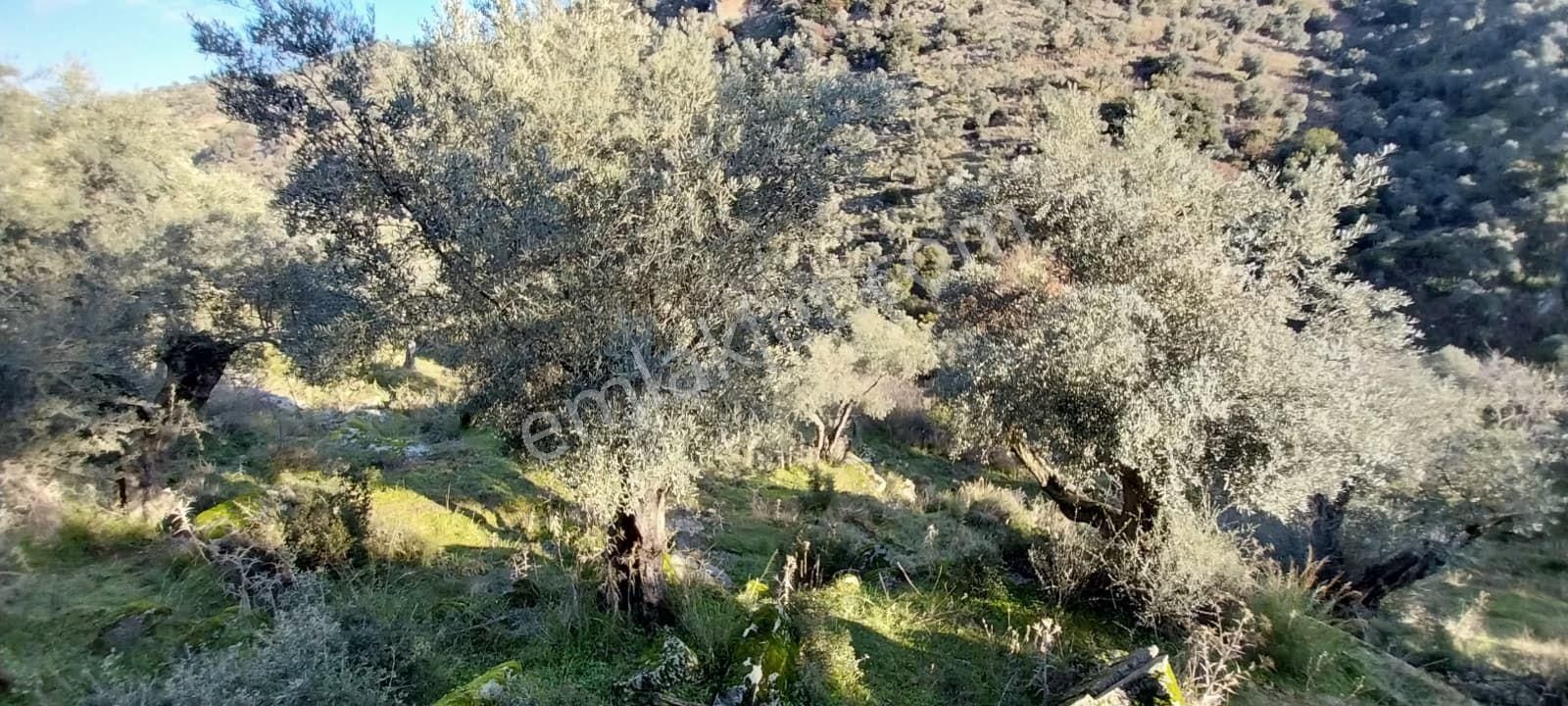 Aydın Koçarlı Güdüşlüde Verimli Zeytinlik - Görsel 24