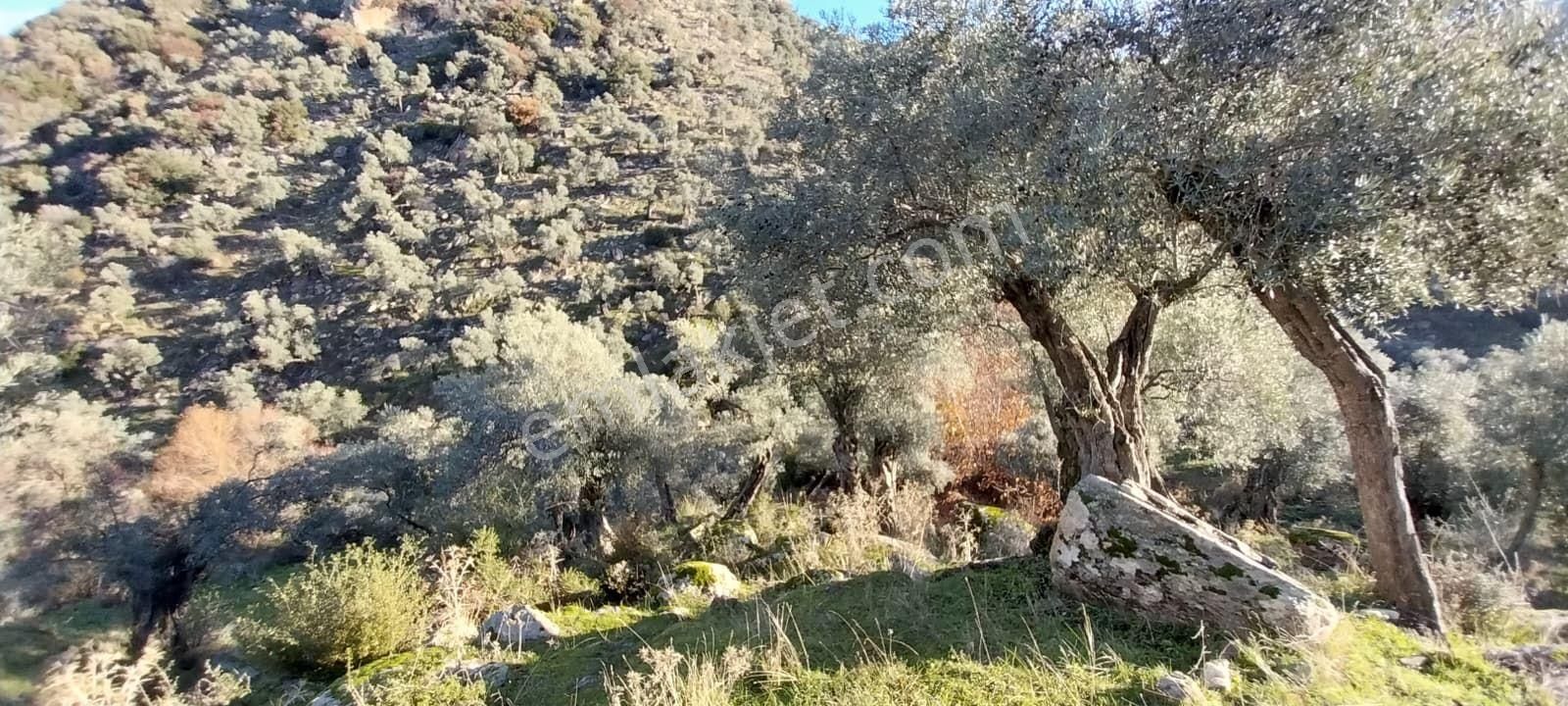 Aydın Koçarlı Güdüşlüde Verimli Zeytinlik - Görsel 32