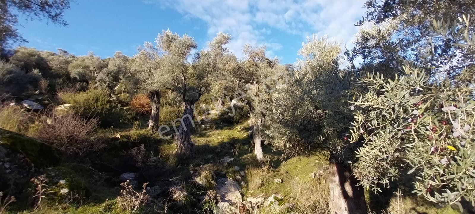 Aydın Koçarlı Güdüşlüde Verimli Zeytinlik - Görsel 5
