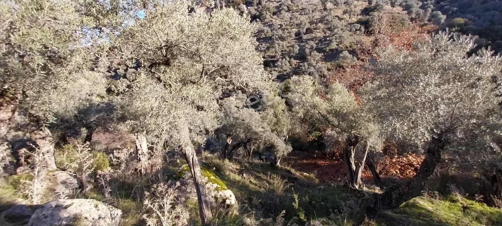 Aydın Koçarlı Güdüşlüde Verimli Zeytinlik - Görsel 8