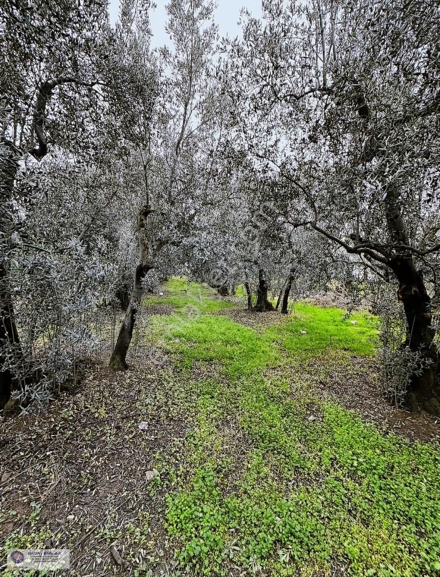 Bursa Mudanya Çepnide Villaların Arasnda Satılık 522m2 Zeytinlik - Görsel 3