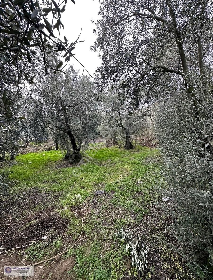 Bursa Mudanya Çepnide Villaların Arasnda Satılık 522m2 Zeytinlik - Görsel 6