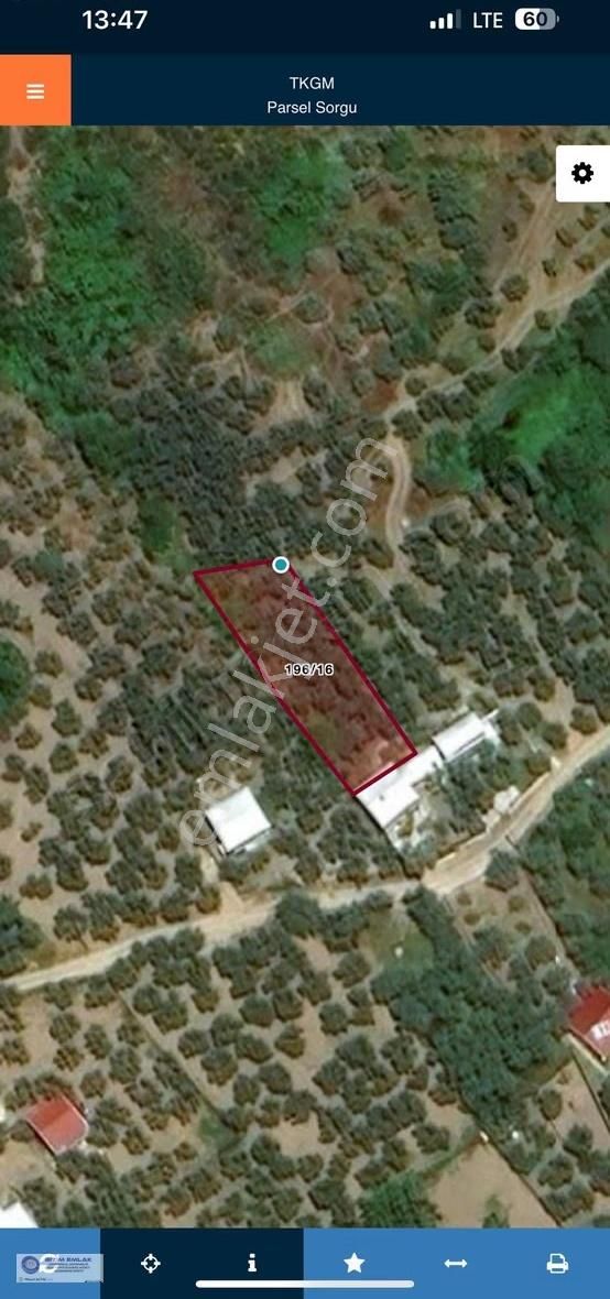 Bursa Mudanya Çepnide Villaların Arasnda Satılık 522m2 Zeytinlik - Görsel 5