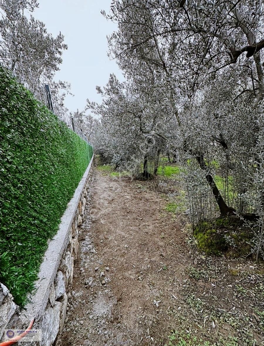 Bursa Mudanya Çepnide Villaların Arasnda Satılık 522m2 Zeytinlik
