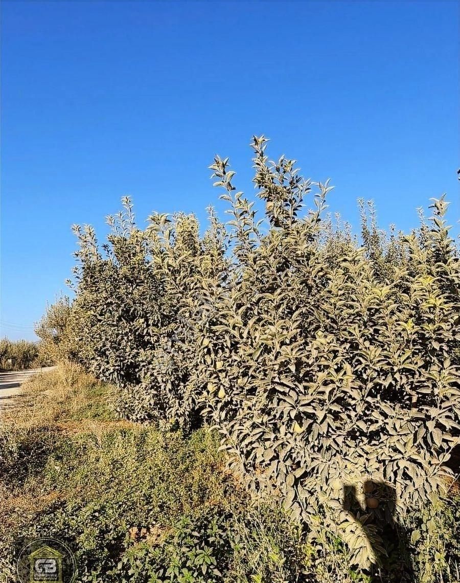 Elmalı Zümrütova Mah. 5.680 M² Bakımlı Elma Bahçesi Satılıktır - Görsel 30